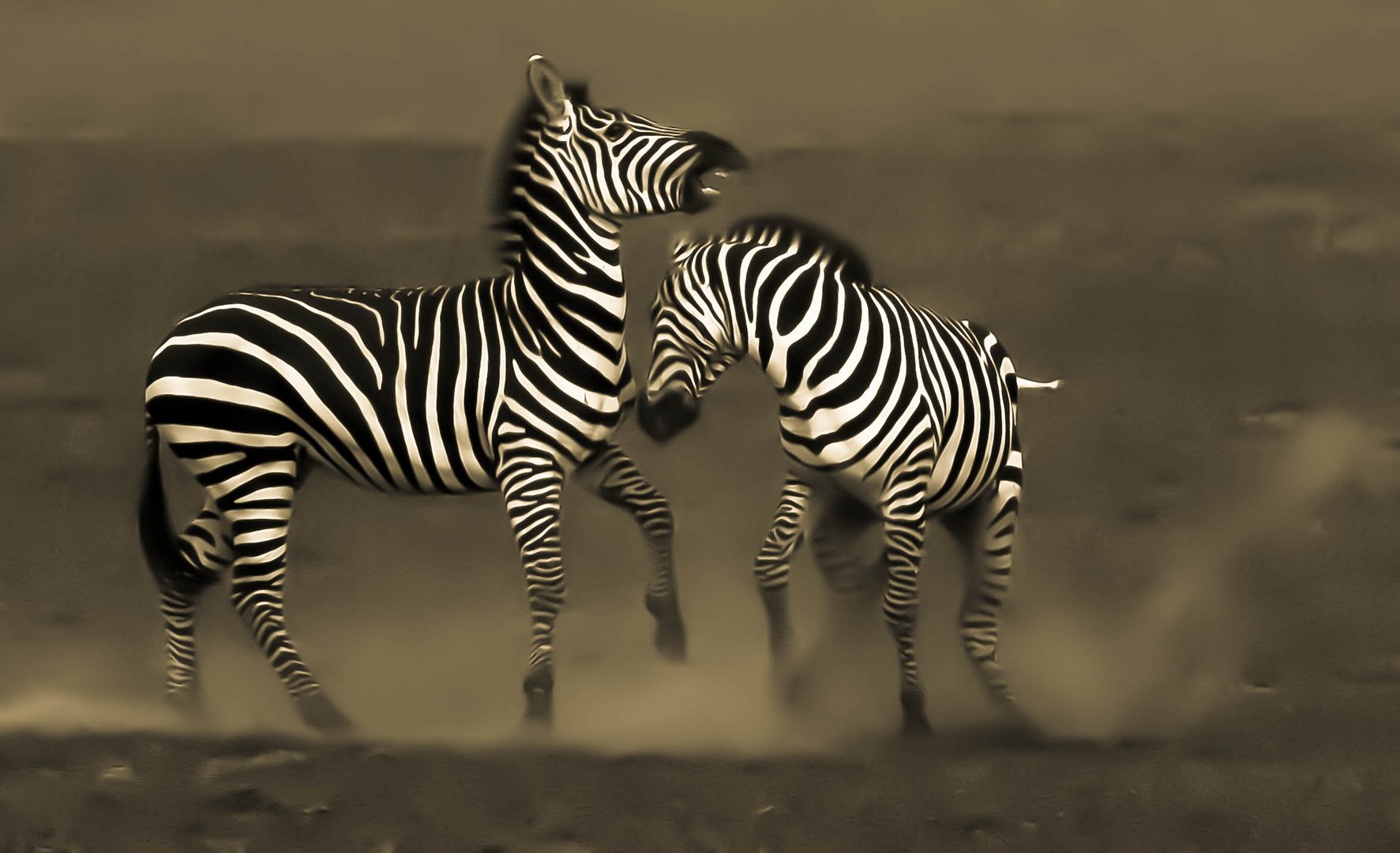 zebra fighting,Tanzania