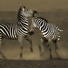 zebra fighting,Tanzania