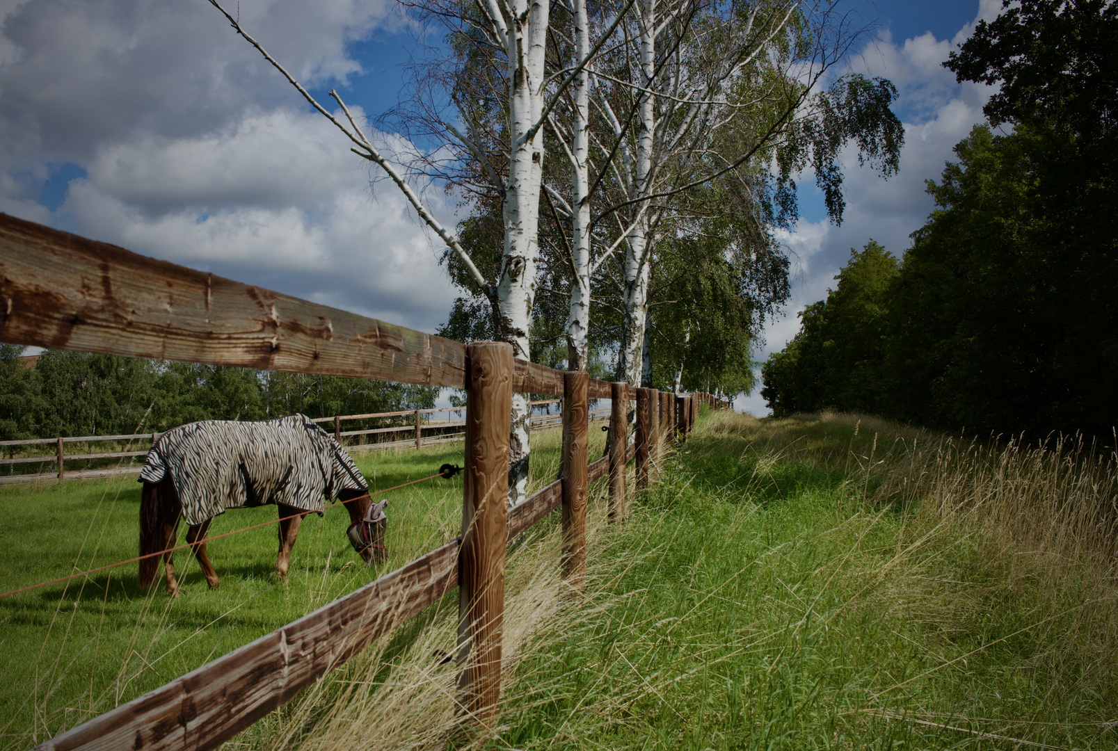 Zebra  Fliegendecke