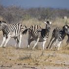 Zebra Flucht