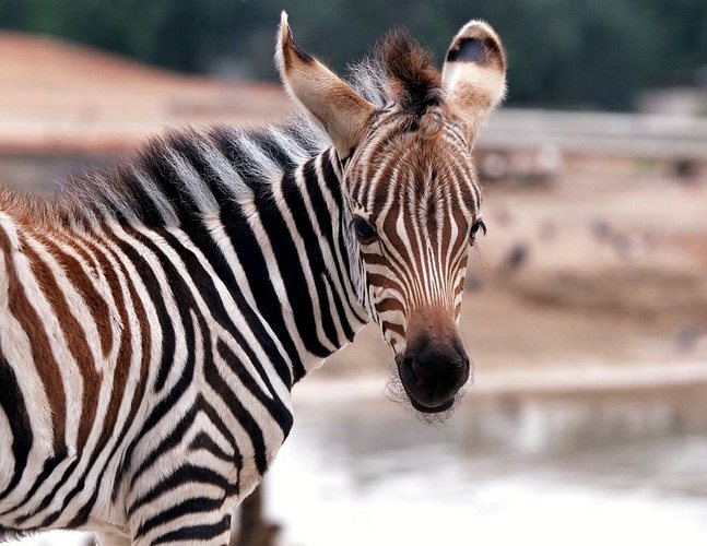 zebra foal