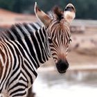 zebra foal