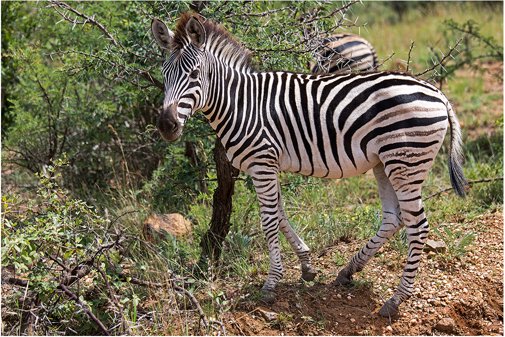 Zebra Fohlen