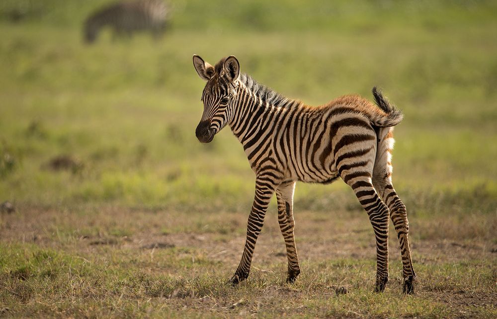 Zebra- Fohlen