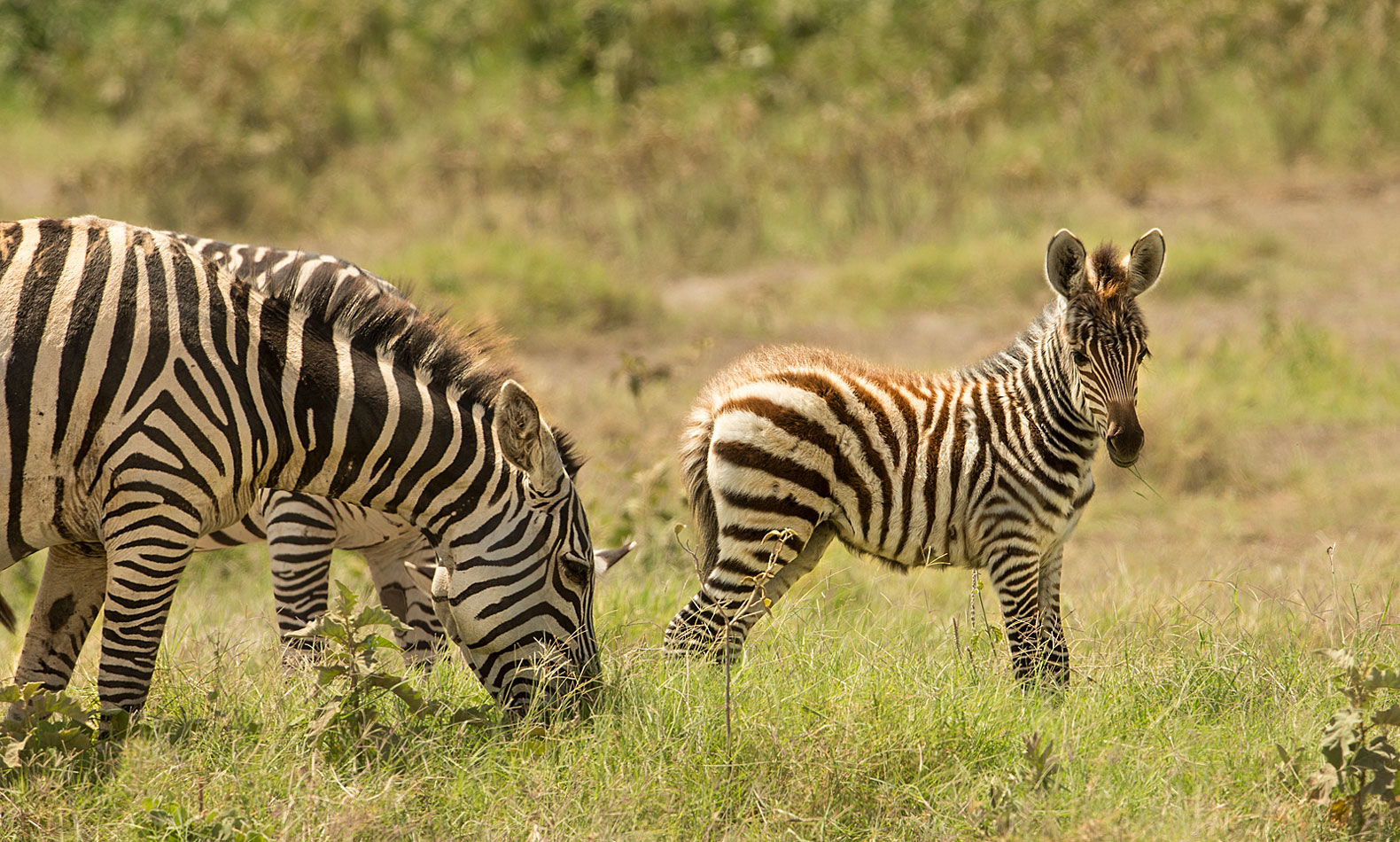 Zebra-Fohlen