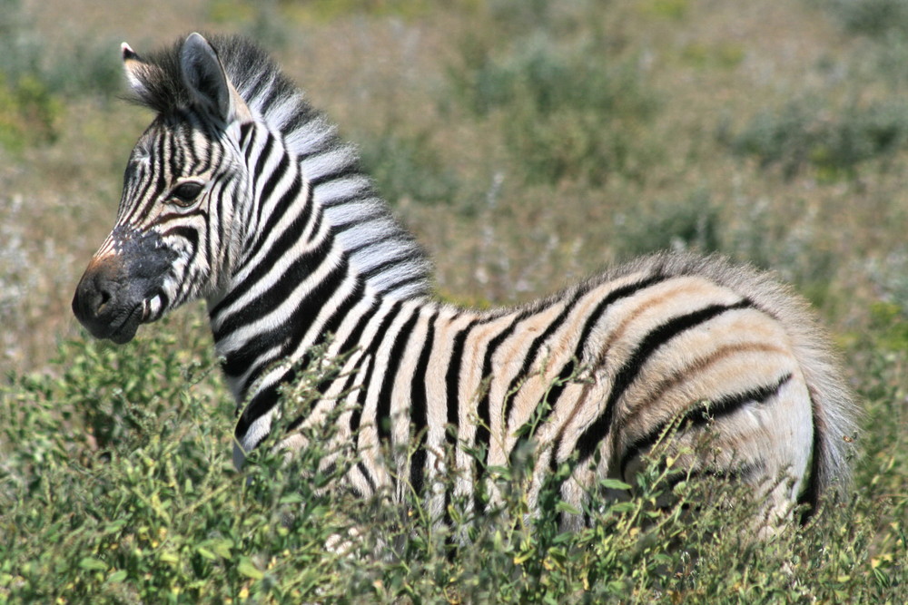 Zebra-Fohlen