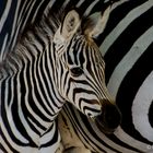 Zebra-Fohlen