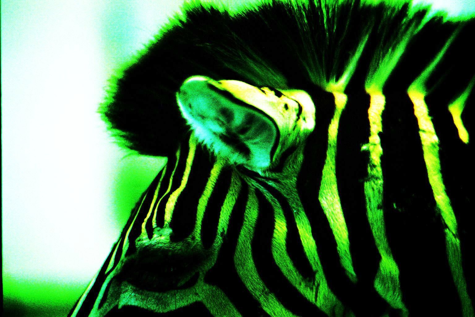 zebra, formaldehyd