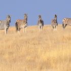 Zebra-Fotoshooting