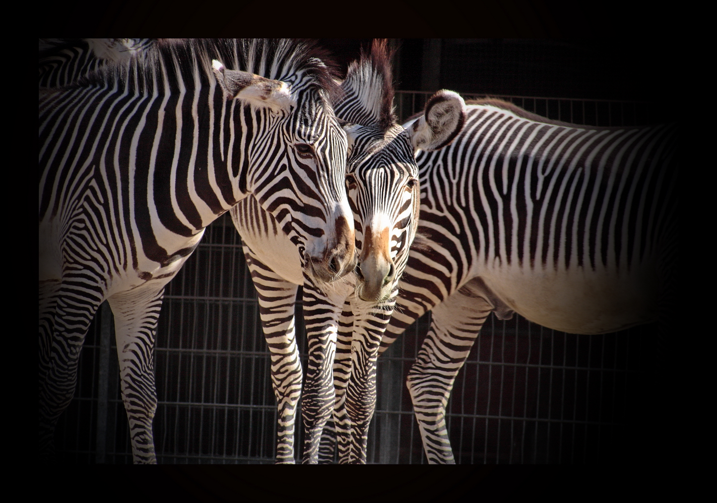 Zebra-Freundschaft