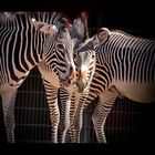 Zebra-Freundschaft