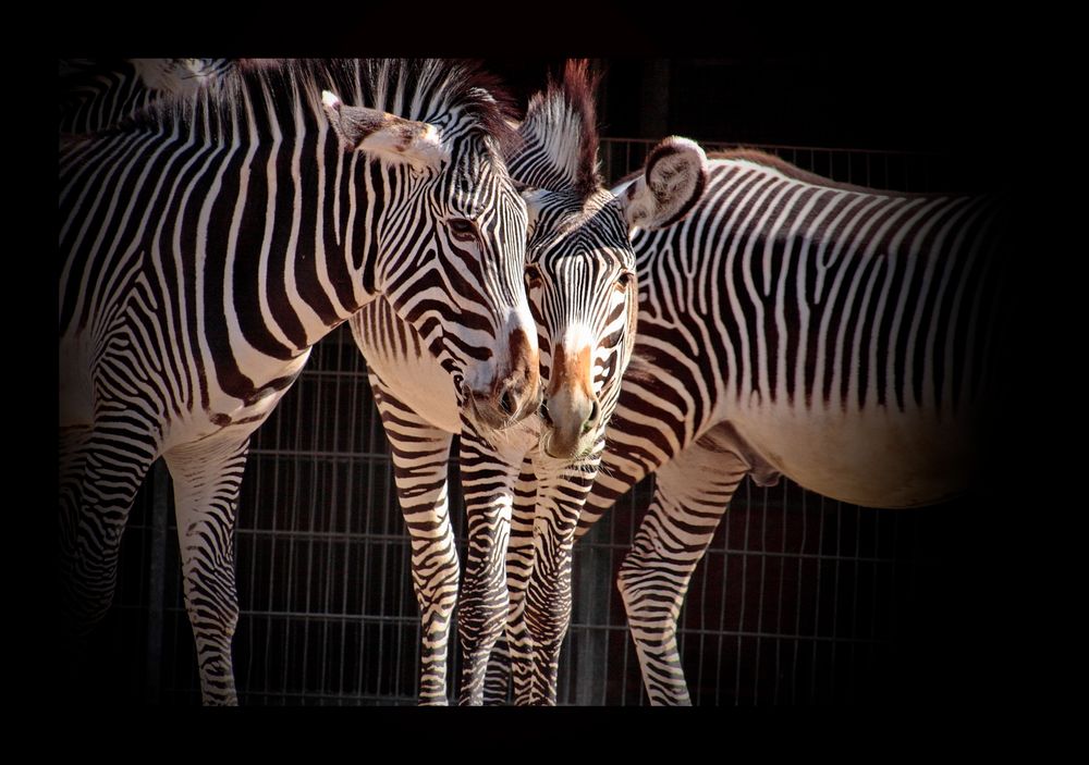 Zebra-Freundschaft