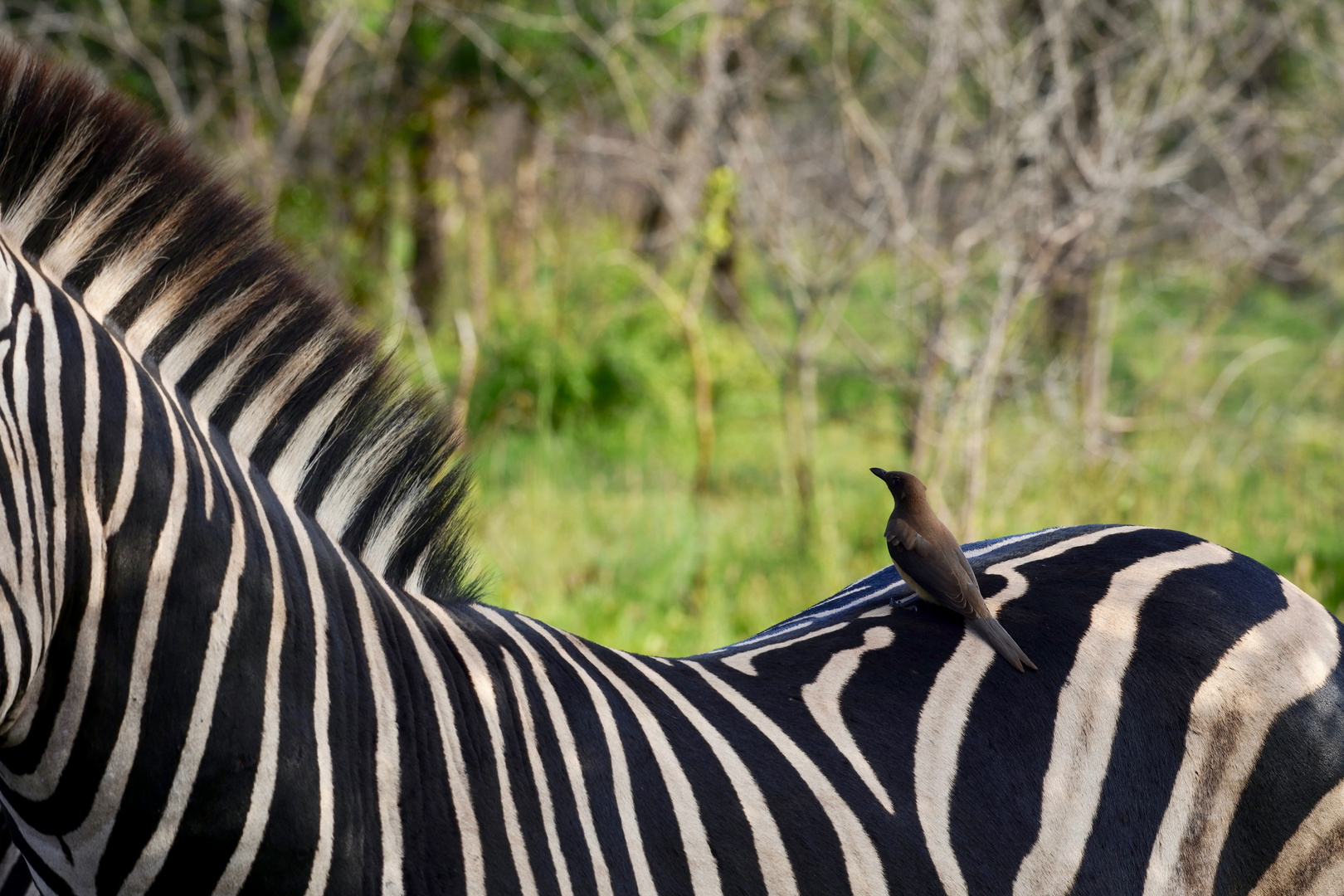 Zebra & Friend