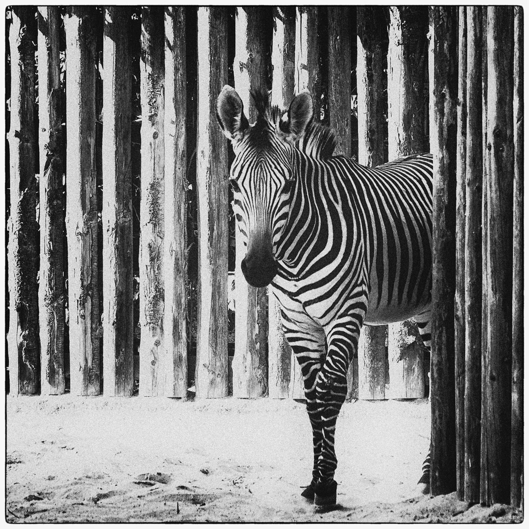 Zebra front