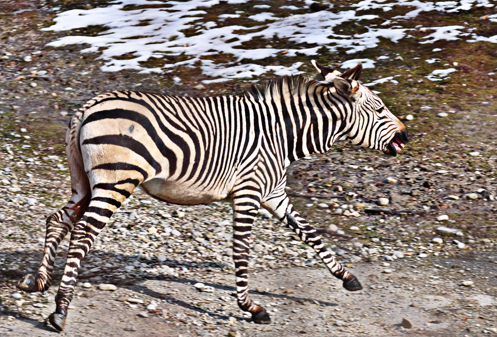 ZEBRA GALOPP