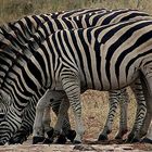 Zebra Games