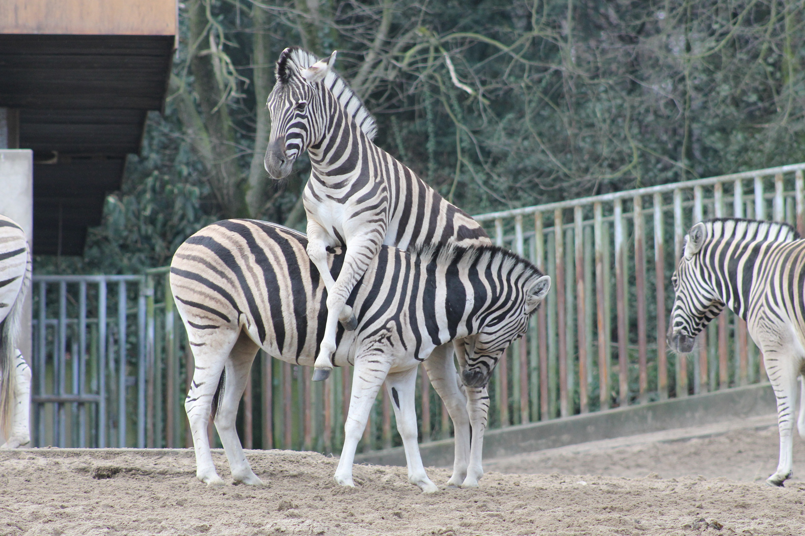 Zebra ganz entspannt :-)