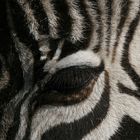Zebra ganz nah