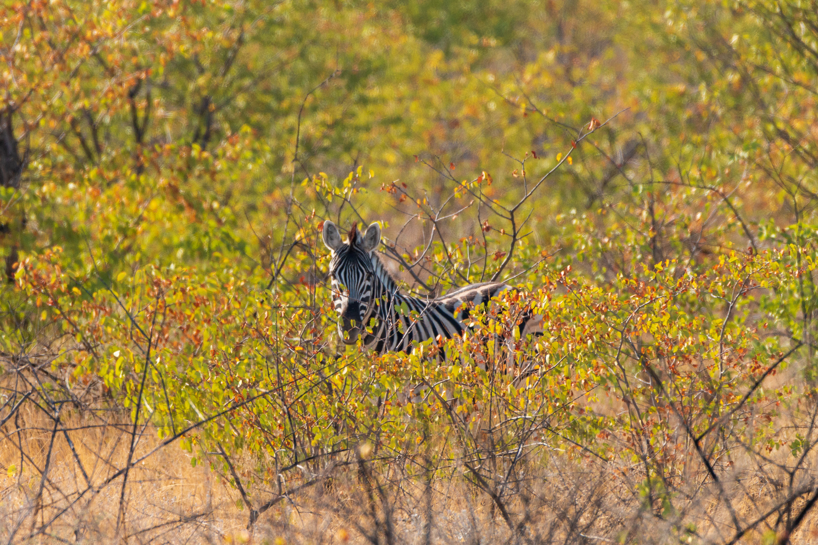 Zebra? Gefunden!