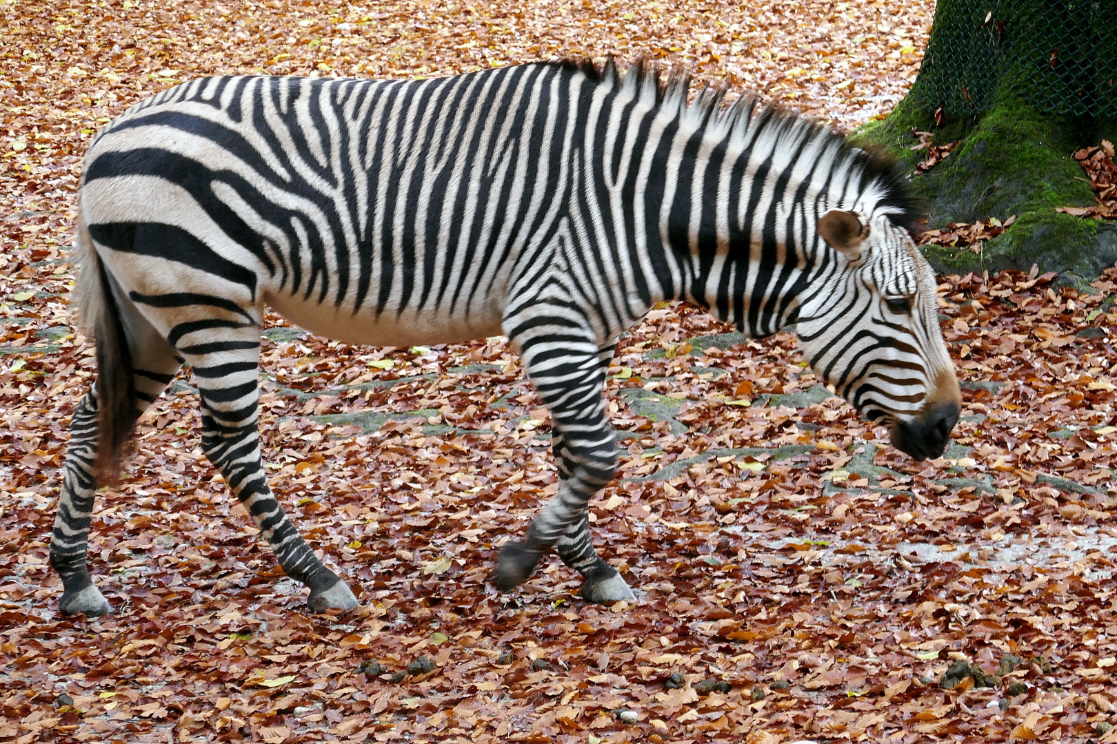 Zebra geht immer schneller, weshalb es unscharf wird