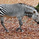 Zebra geht immer schneller, weshalb es unscharf wird