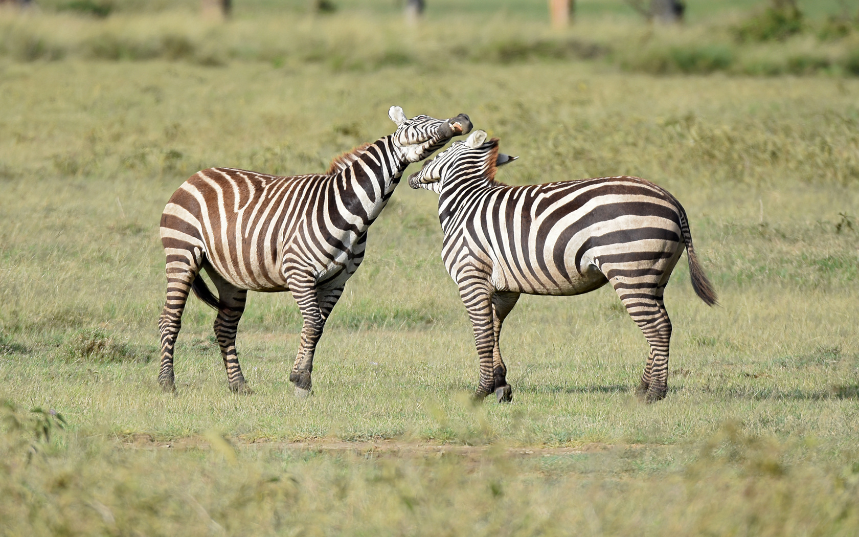 Zebra gerangel 