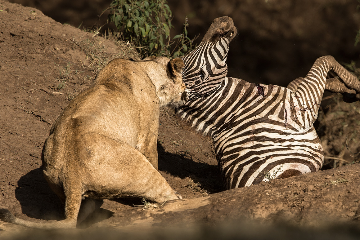 Zebra gerissen