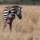 Zebra giving birth