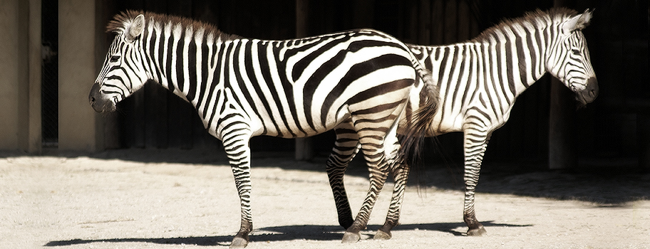 Zebra Goes Apart