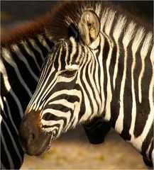 Zebra-Graphik