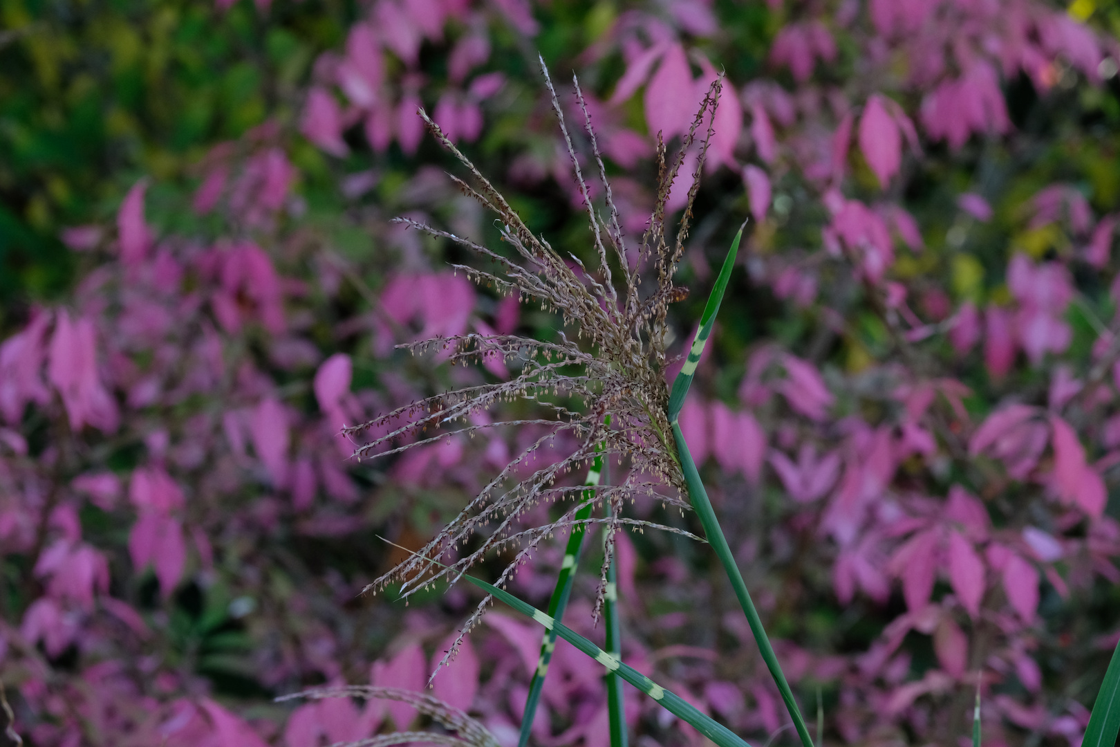 Zebra-Gras / Ziergras in herbstlicher Blüte / "Marcus Garten"