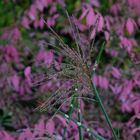 Zebra-Gras / Ziergras in herbstlicher Blüte / "Marcus Garten"