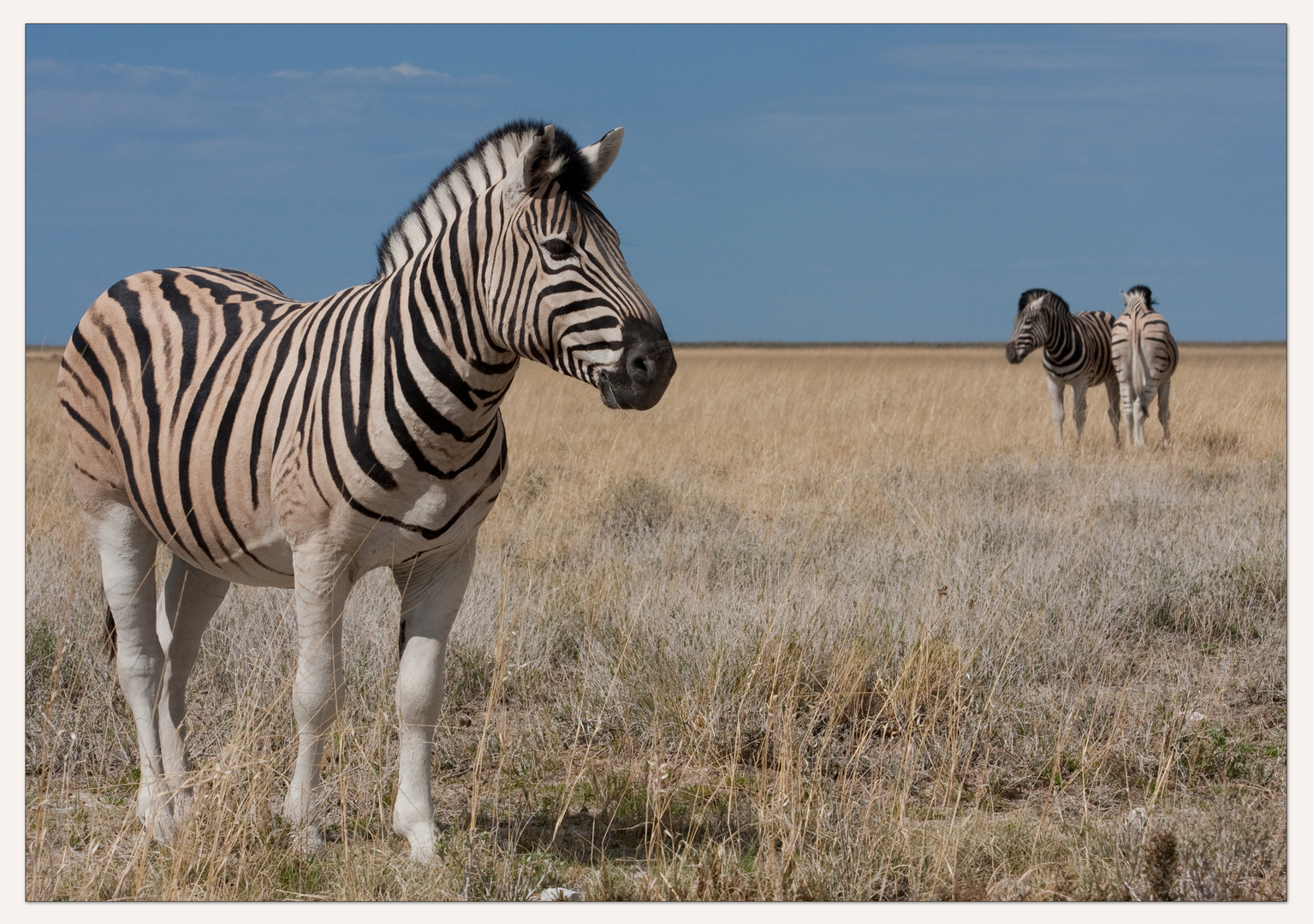 Zebra Gruppe