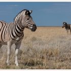 Zebra Gruppe