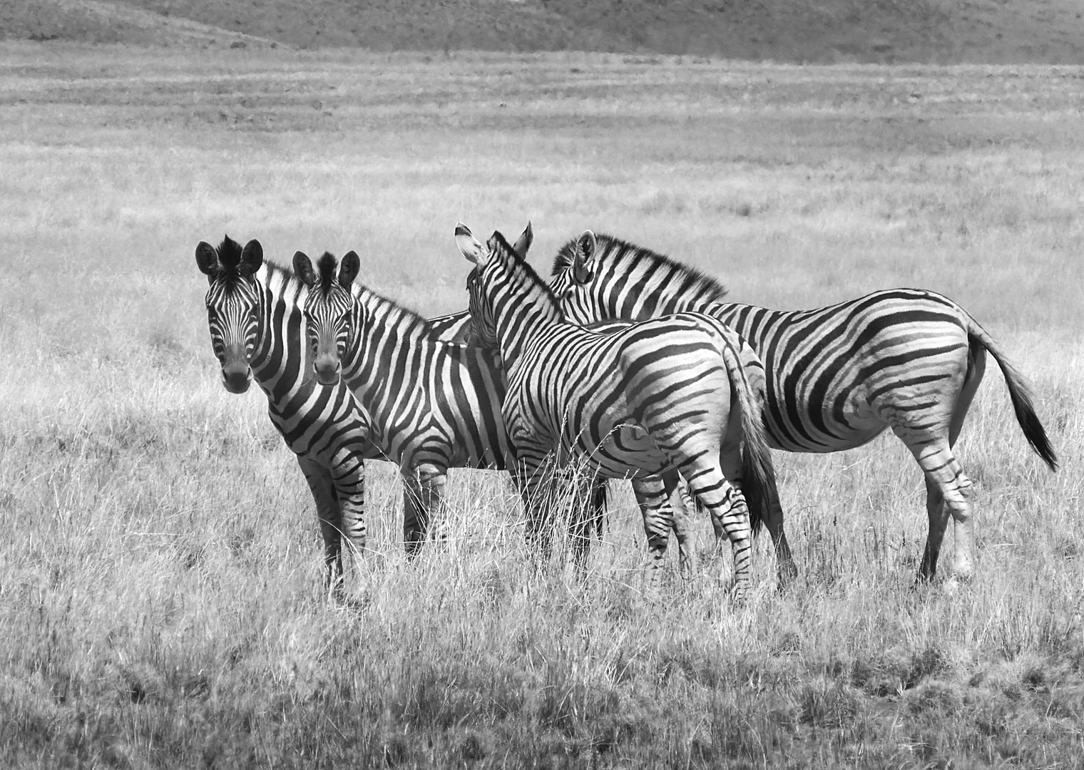 Zebra Gruppe