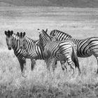 Zebra Gruppe