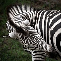 Zebra-Gymnastik