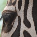 Zebra Haar im Auge