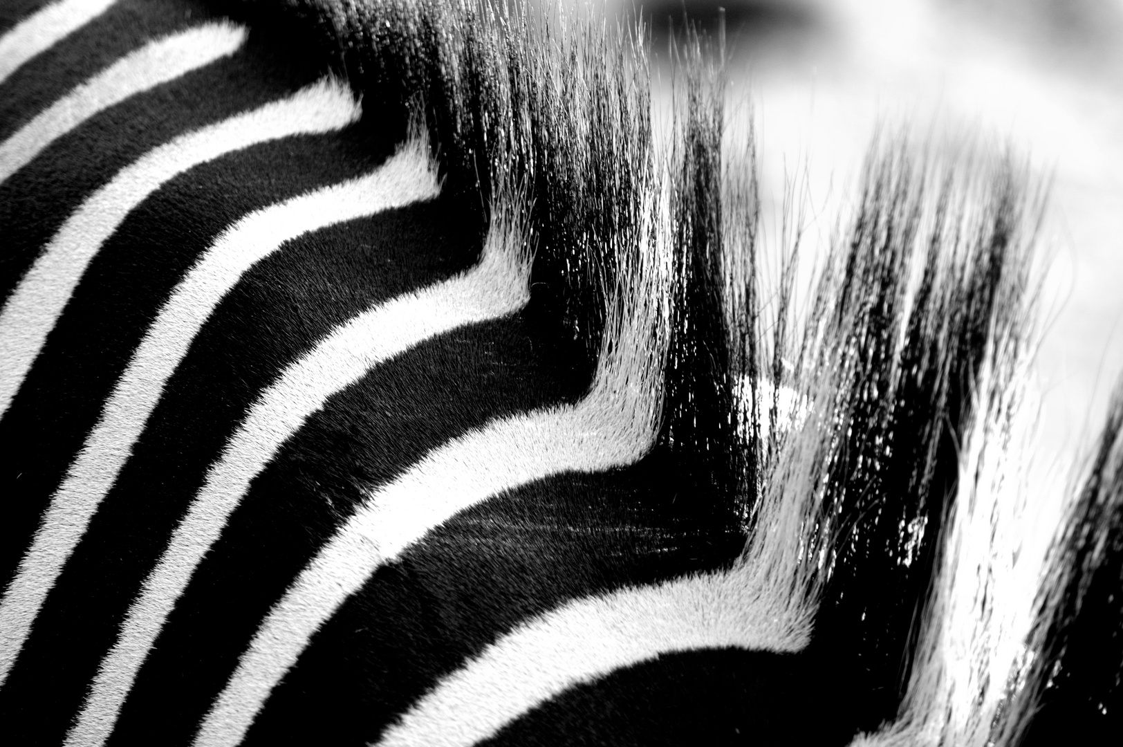 Zebra hautnah...