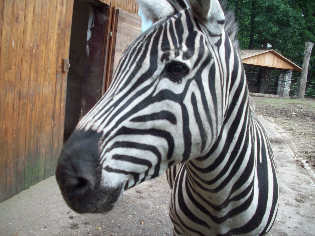 Zebra Hengst im Tierpark Hamm