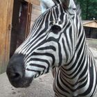 Zebra Hengst im Tierpark Hamm