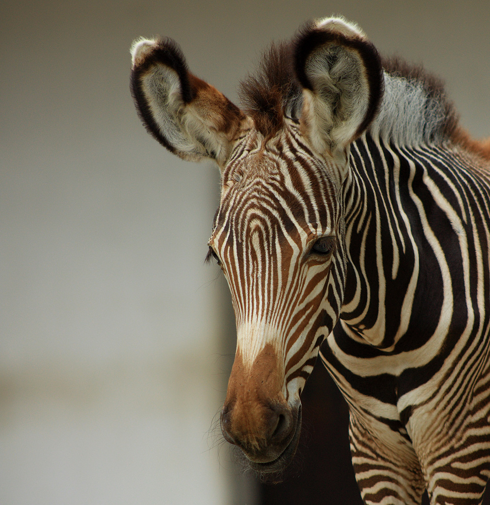 Zebra  Hengstfohlen