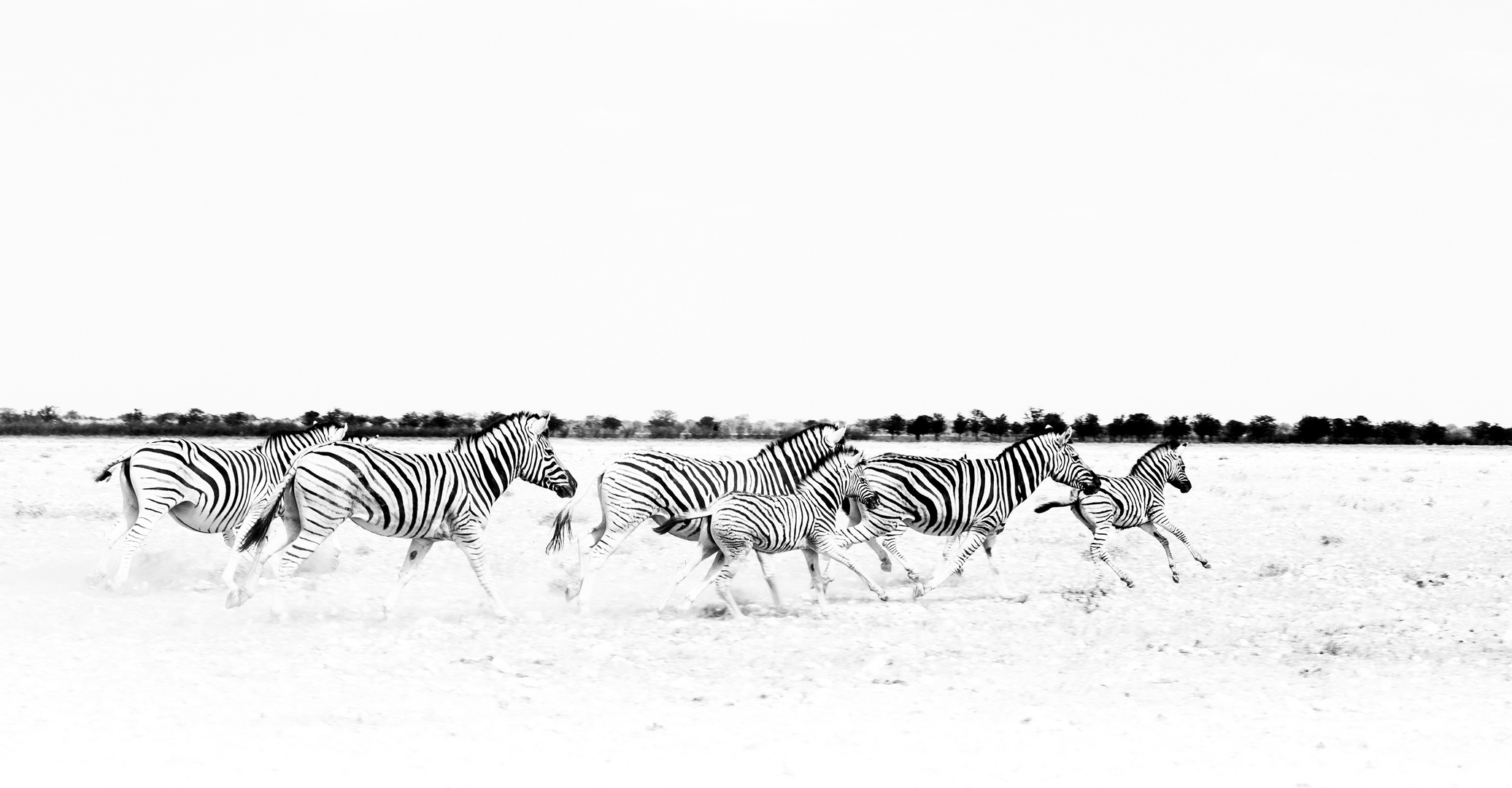 Zebra herd in motion (Black & White)