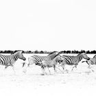 Zebra herd in motion (Black & White)