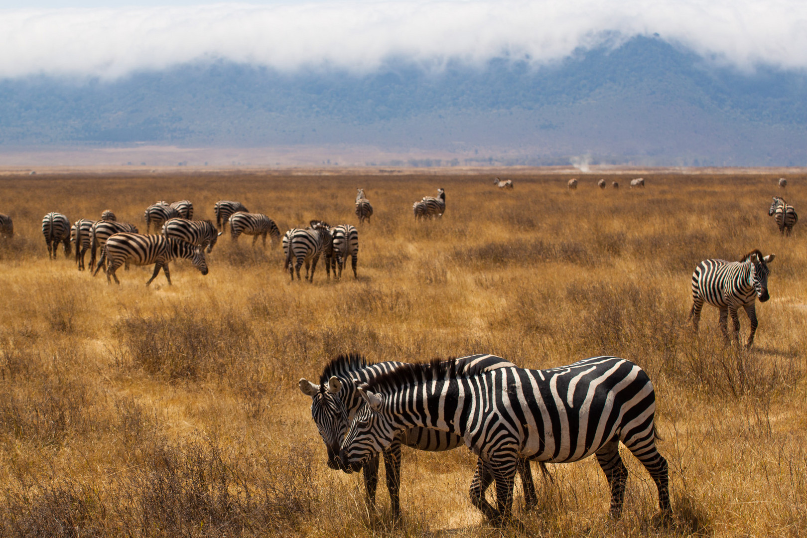 Zebra Herde