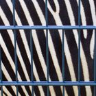 Zebra hinter Gittern