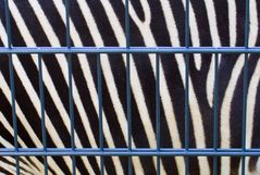 Zebra hinter Gittern