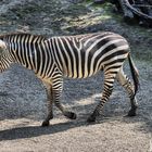 Zebra (Hippotigris)