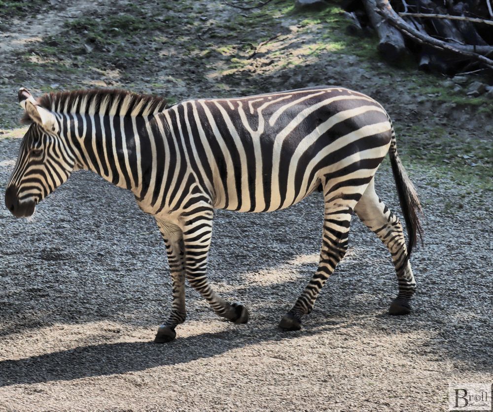 Zebra (Hippotigris)