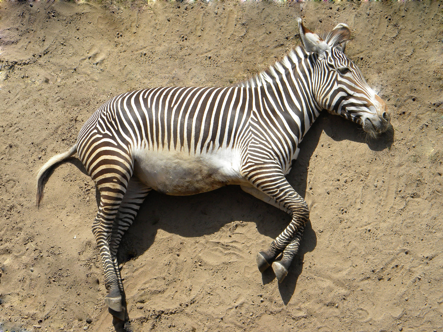 Zebra hüpf